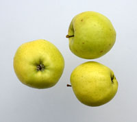 Flintinge æble 